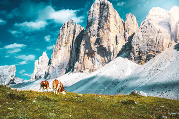 Cows grazing on alpine meadow with scenic view on Tre Cime in the evening. Tre Cime, Dolomites,...