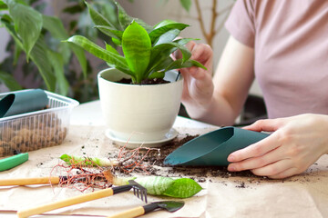 Woman is transplanting plant into new pot at home. Sansevieria planting at home. Taking care of home plants.