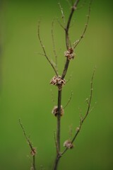 Dry plant bush with thin branches growing on green background.