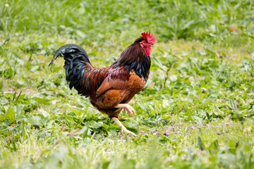 Cock in a farm in Asturias, Spain