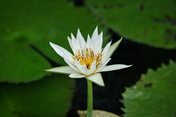 Beautiful closeup of a white water lily flower