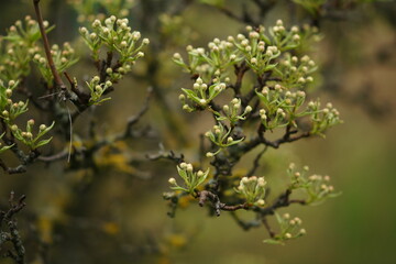Flowering pear tree branch in spring garden