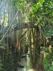 Bridge made of tree in Jungle
