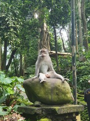 Balinese monkey sitting on a stone at the Monkey forest park in Ubud