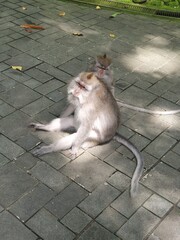 Monkeys sitting on the street