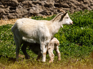 young goats, called kid, in a corral in Asturias, Spain