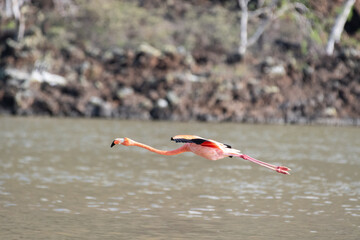 Coming in for landing: The awkward flight of the American flamingo