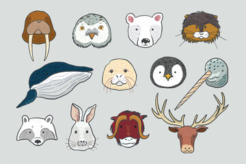 Arctic animals funny faces vector illustrations set.