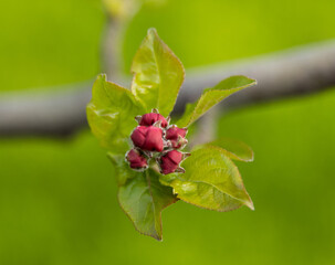 The apple buds, tiny and delicate, mark the beginning of a new season of growth and...