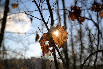 Sonne scheint durch Blatt