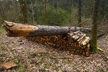 Umgestürzte Fichte liegt über einem Brennholzstapel; Fallen spruce lies over a stack of firewood