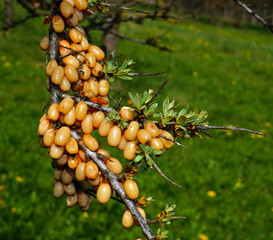 Sanddorn; Hippophae rhamnoides; sallow thorn; common sea buckthorn;