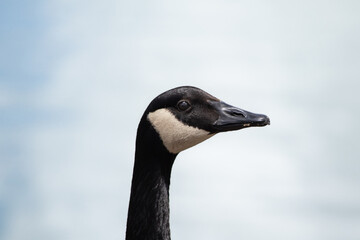 Sweet country goose portrait 