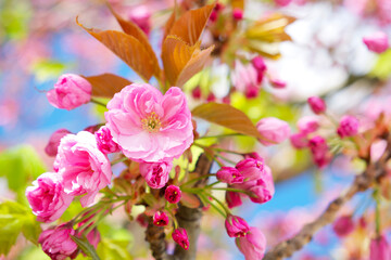 sakura flower close-up on a tree branch