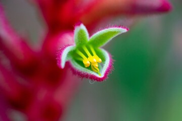 Close-Up Opening Up Red Pink Kangaroo Paw Flower in Macro Photography: Delicate Features