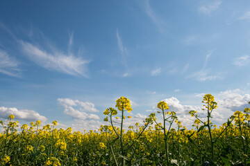 Yellow rapeseed field at the sunset. Sunlight illuminates yellow canola