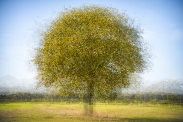 Fototapeta na wymiar Round and round - Pep Ventosa style tree