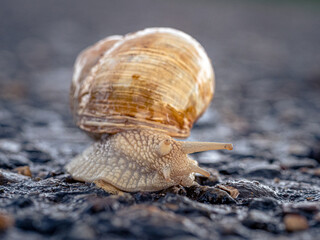 Schnecke auf dem Weg