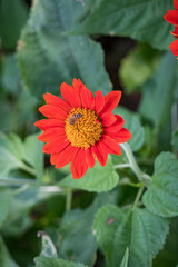 Orange zinnia flowers and bee with green leaves background.