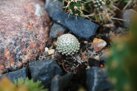 Pediocactus knoweltonii mrozoodporny kaktus