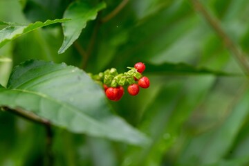 Fototapeta premium Close-Up of a Bloodberry in Macro Detail