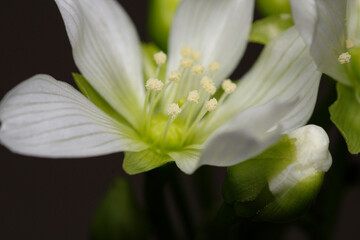 Fototapeta premium Dionaea muscipula fly trap plant flower