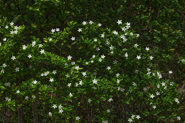 Jasmine flowers wall