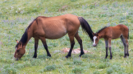 Obraz na płótnie Canvas Wild Horse Mare and Foal in Summer in the Pryor Mountains Montana
