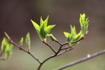 Spring season, young green leaves on a tree branch. Nature waking up in the forest