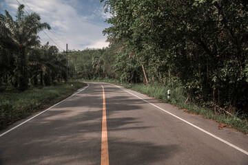 Road through the jungle. Sunny day. Beautiful trees. Road turn.