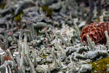 grey lichen on a tree stump