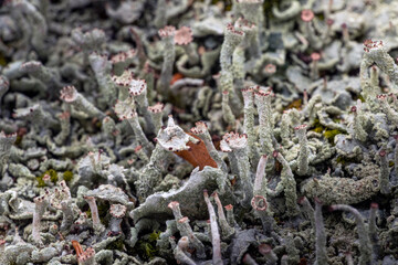 grey lichen on a tree stump