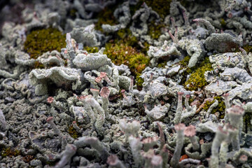 grey lichen on a tree stump