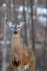 Wite-tailed deer (Odocoileus virginianus) standing alert in springtime