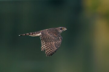 View of a beautiful Northern goshawk flying on a green blurred background