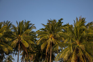 Beautiful palm trees against the blue sky. Colorful trees. Tropical palms.