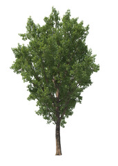 Populus Deltoides, eastern cottonwood, necklace poplar, large tree, light for daylight, easy to use, 3d render, isolated