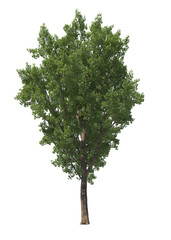 Obraz premium Populus Deltoides, eastern cottonwood, necklace poplar, large tree, light for daylight, easy to use, 3d render, isolated