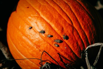 Naklejka premium Closeup shot of an orange pumpkin in the pumpkin patch with several insects walking on it