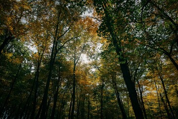Fototapeta premium Low angle of trees in forest in the pumpkin patch at Habiak Farms, South Brunswick NJ