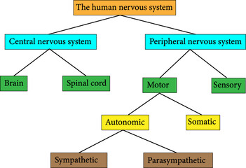 A simple diagram demonstrating the organization of the human nervous system.