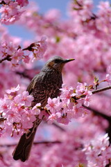 満開の河津桜とヒヨドリ
