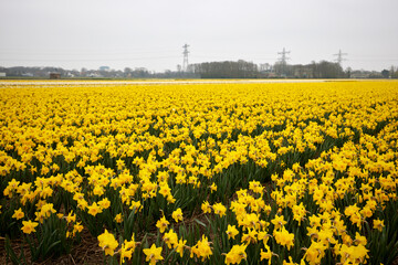Yellow daffodils flowers field, narcissus flower on the field