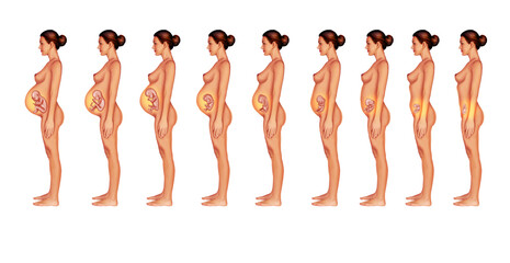 Pregnant Woman Beginning to end nine months Fetal 