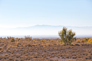 Saxaul in Altyn Emel park, Kazakhstan