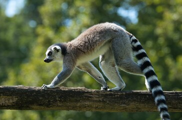 Closeup of a cute Ring-Tailed Lemur walking on a wood branch at the zoo
