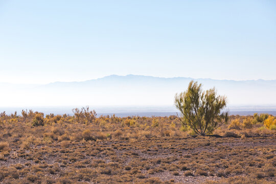Saxaul in Altyn Emel park, Kazakhstan