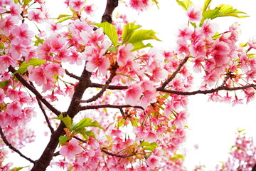 Obraz na płótnie Canvas Kawazu Cherry Blossoms, Japanese Sakura blooming in early Spring - ピンク 河津桜 春の花 