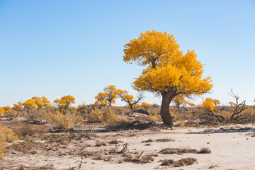 Turanga or poplar variegated dry trees in Altyn Emel National Park. Atumn in Kazakhstan
