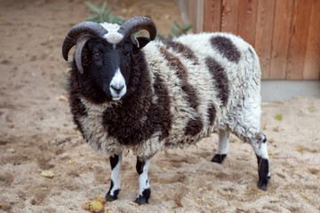Four-horned Jacob ram. Sheep of St. Jacob